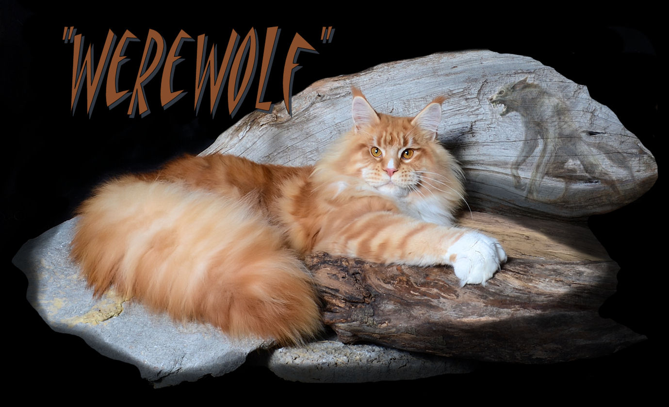 image of a Maine Coon