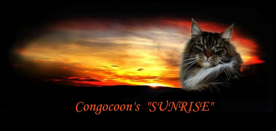 image of a maine coon cat named sunrise