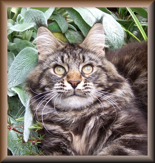image of a brown maine coon cat in flowers