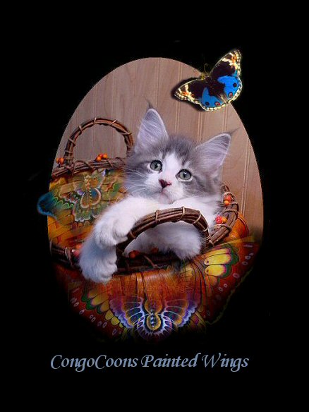 image of a maine coon kitten with butterfly