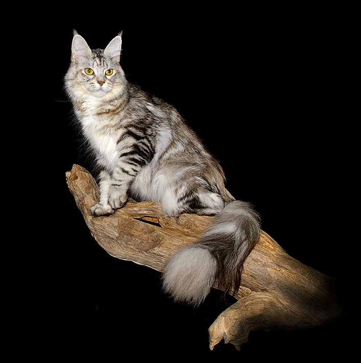 Picture of a silver tabby maine coon female cat