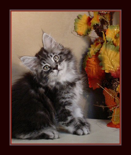 picture of a silver maine coon with autumn flowers