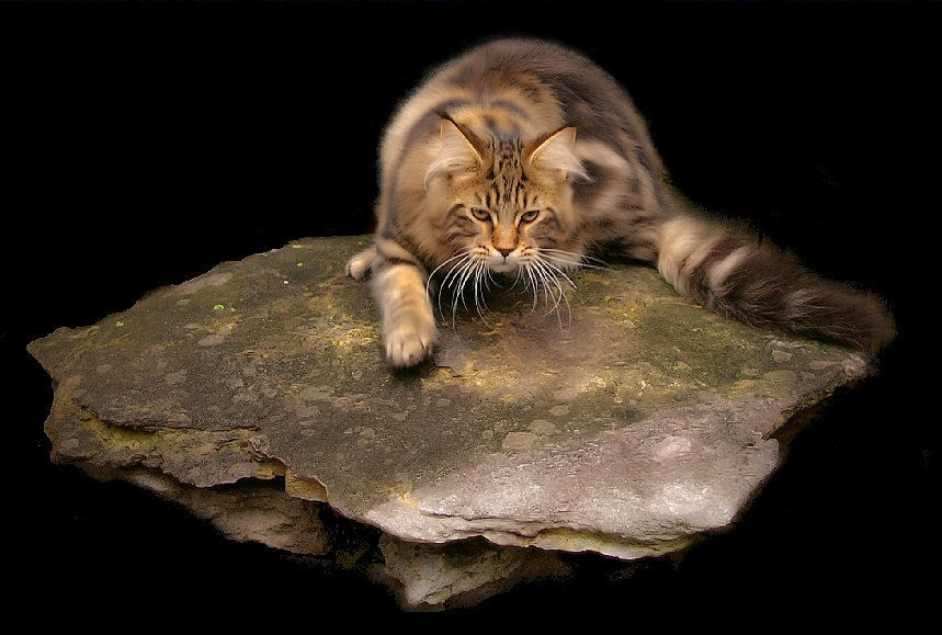 brown tabby maine coon from congocoon cattery laying on rock