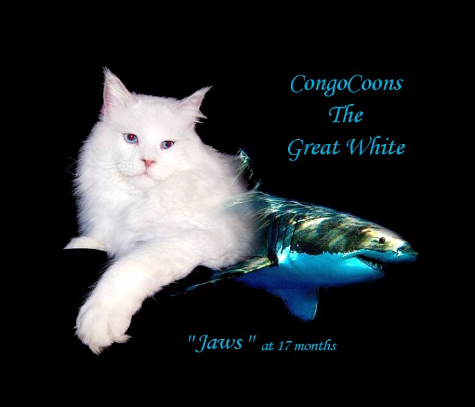 image of a half maine coon half great white shark