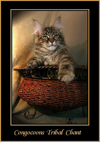 image of a tortie maine coon kitten