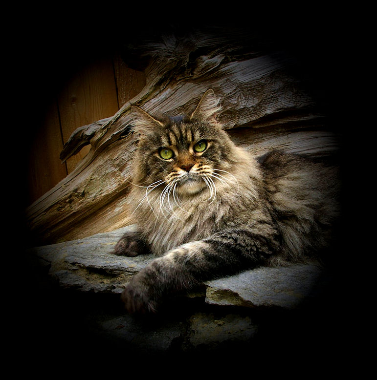 head shot of a champion maine coon cat