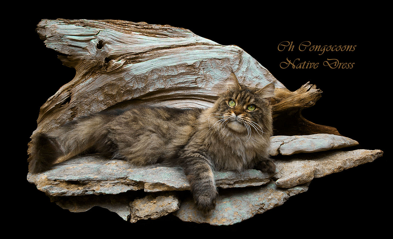 picture of a champion maine coon cat
