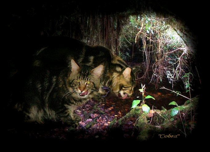 image of a maine coon cat drinking water in cave entrance