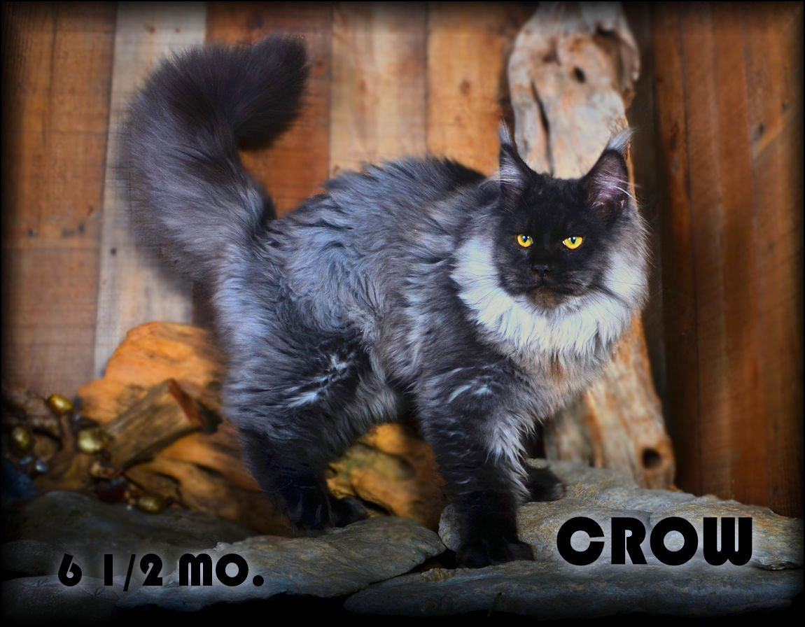 maine coon in color black smoke