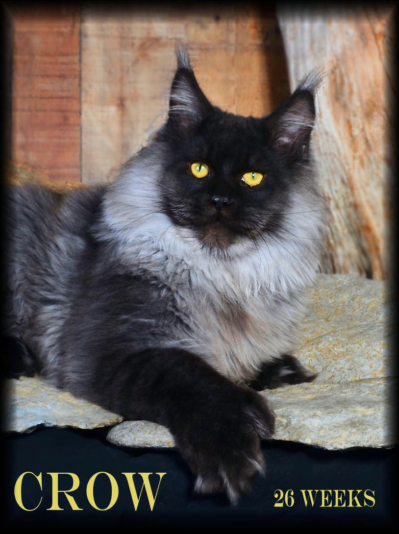 smoke color maine coon cat