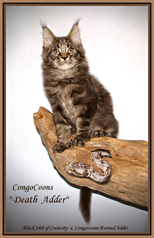 image of a brown maine coon cat