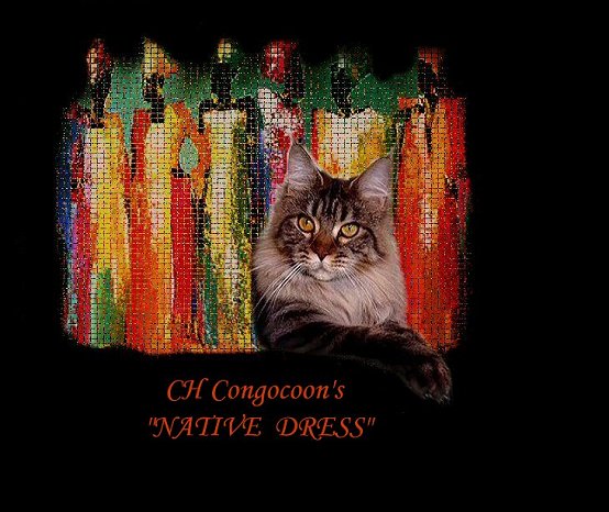 image of a champion maine coon cat named native dress