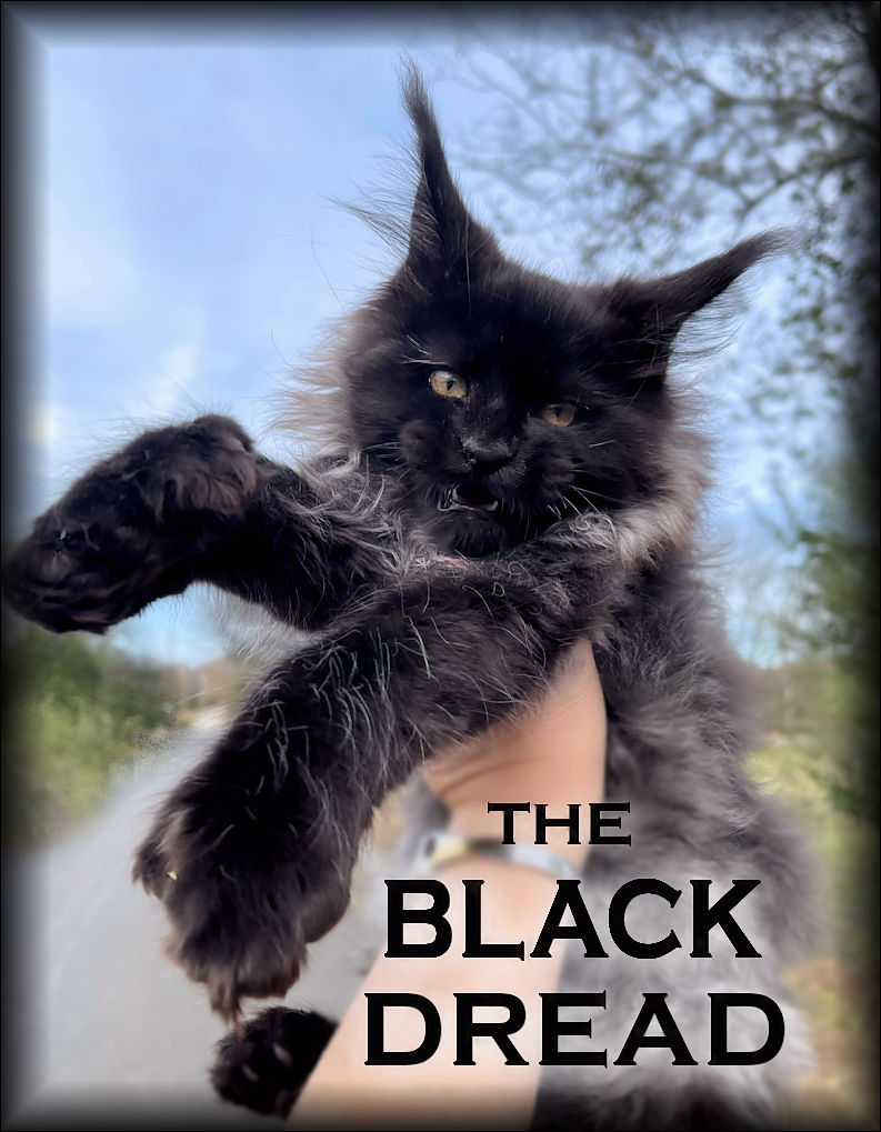 maine coon cat in black solid color