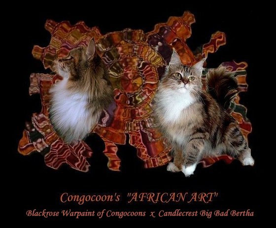 image of a maine coon named marmosette