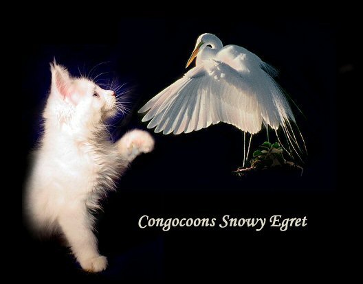 image of white maine coon kitten with egret bird