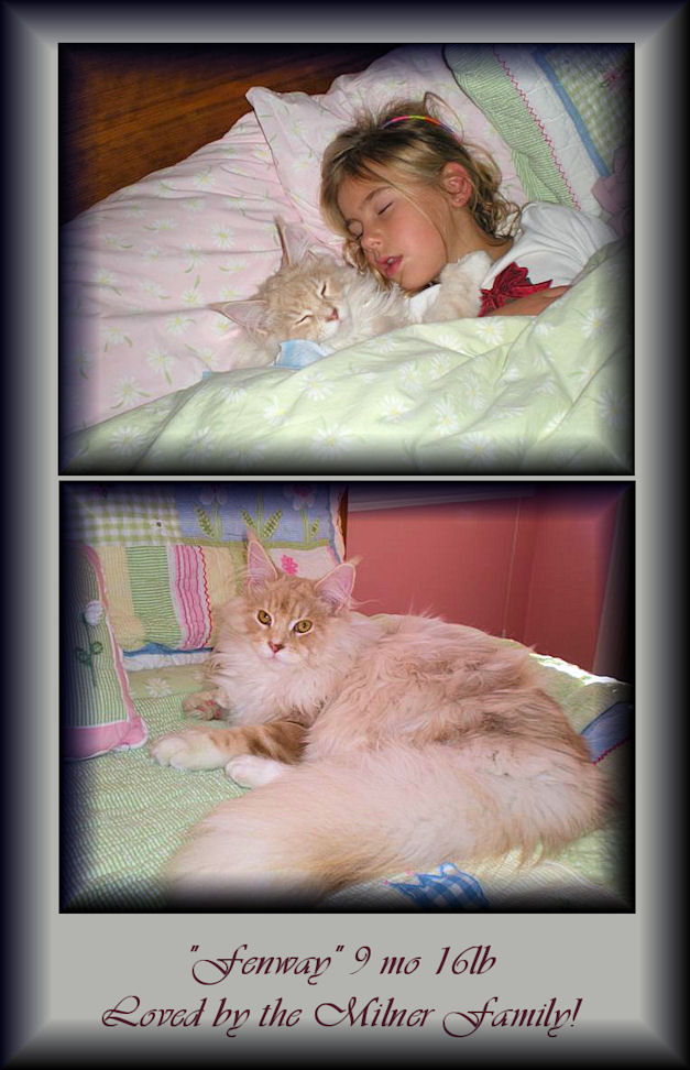 cute picture of a maine coon kitten and child sleeping