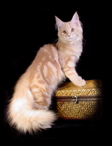 image of a cream tabby maine coon kitten