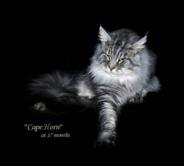 image of a seventeen month old maine coon cat