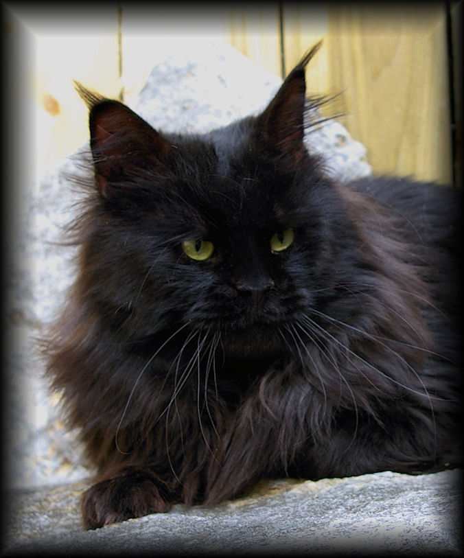 image of a black maine coon imported from Belgium