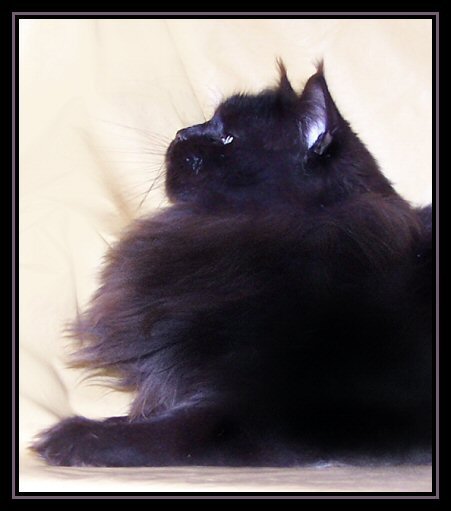 image of a profile of a black maine coon cat