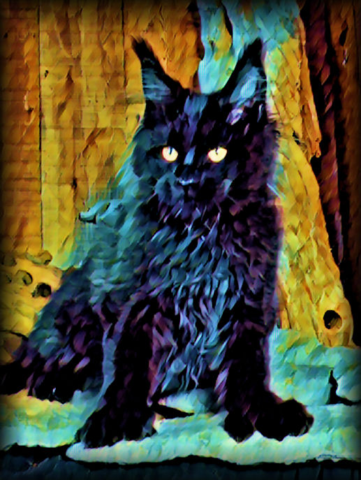 black maine coon cat picture
