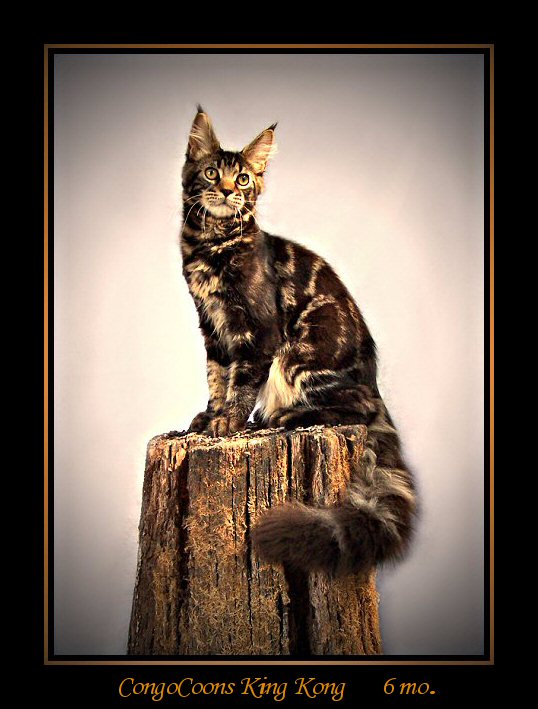 image of a champion maine coon from congocoon cattery