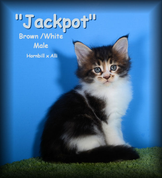 maine coon kittens for sale