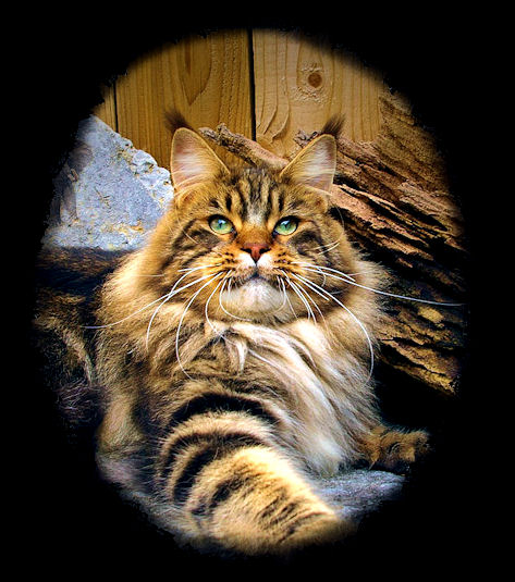 big brown tabby maine coon male stud cat