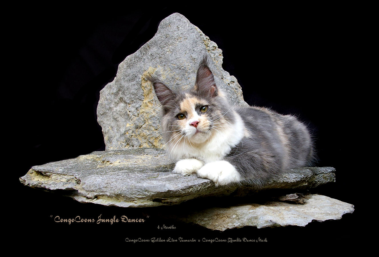image of a blue smoke tortie and white maine coon cat laying on a rock