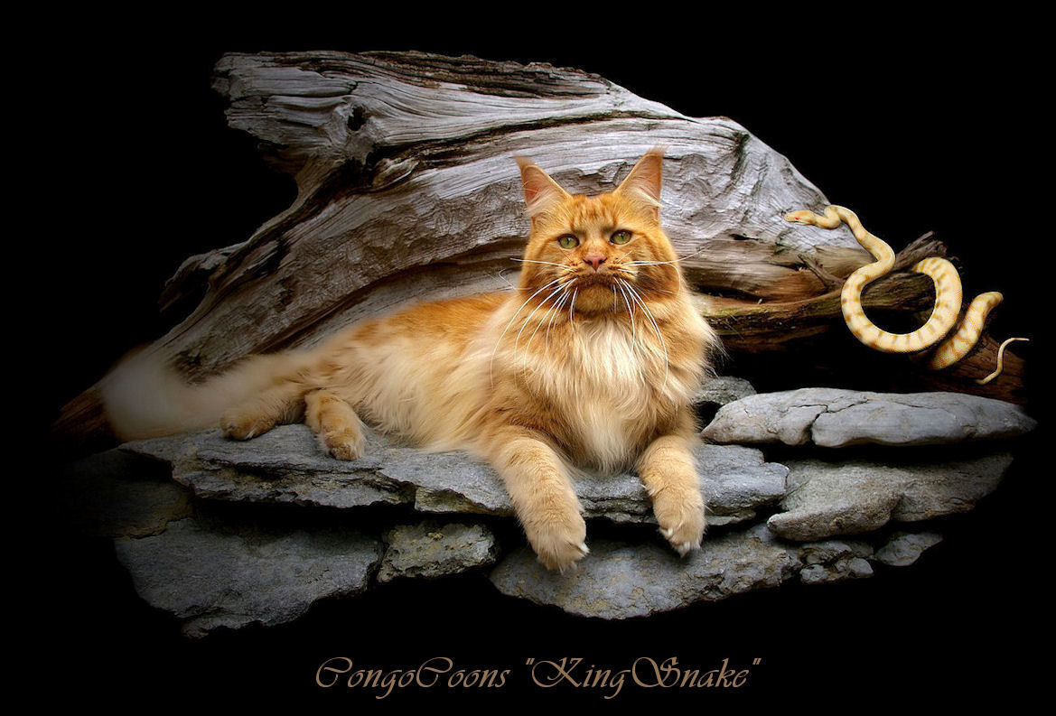 image of a big red tabby maine coon cat laying with a snake