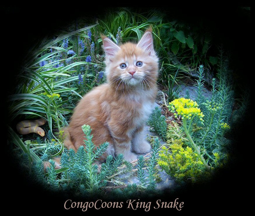 image of a red tabby maine coon kitten