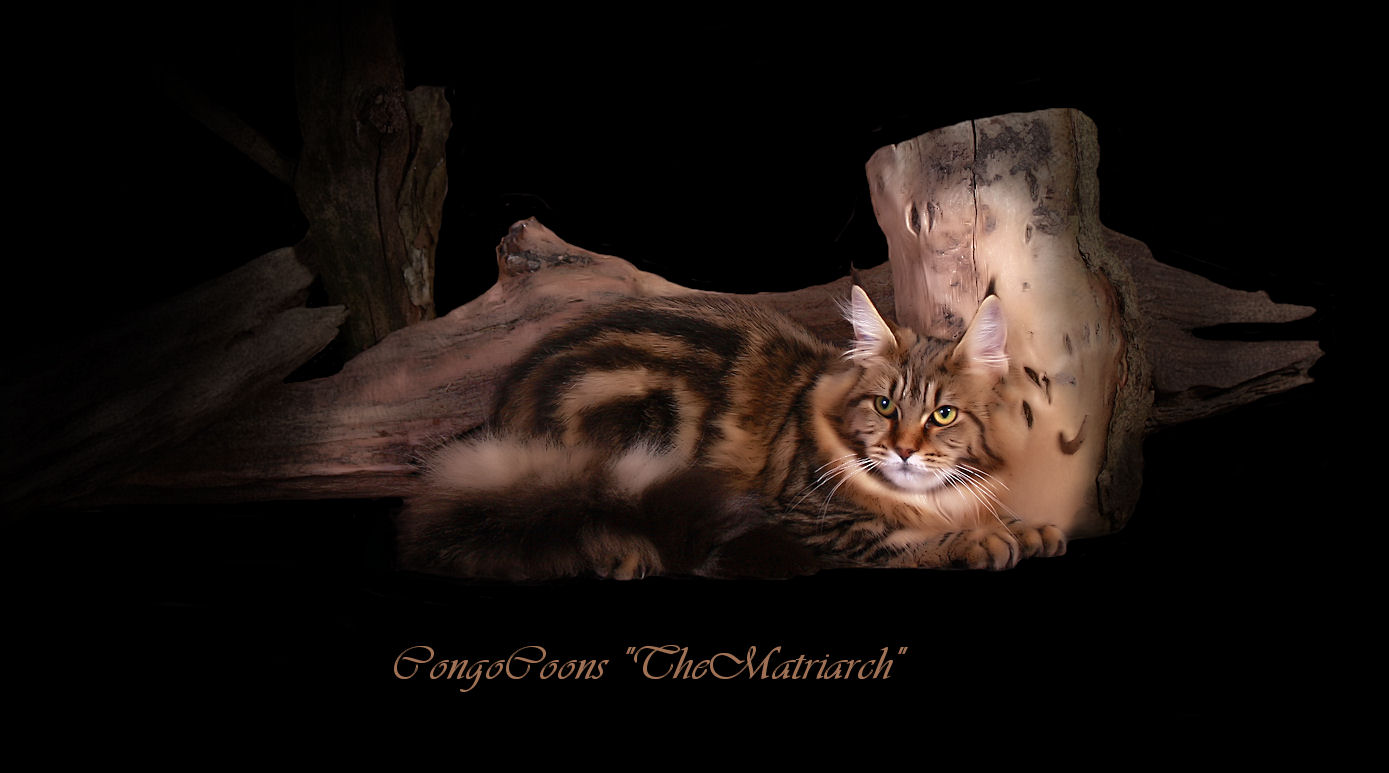 image of a beautifully patterned brown tabby maine coon cat