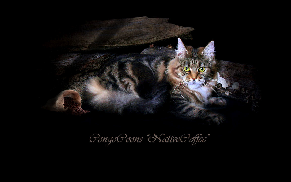 picture of a maine coon cat named coffee