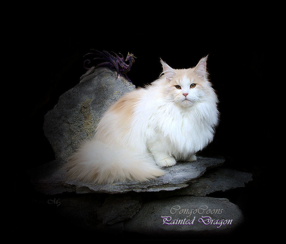 image of a cameo and white maine coon stud cat named painted dragon