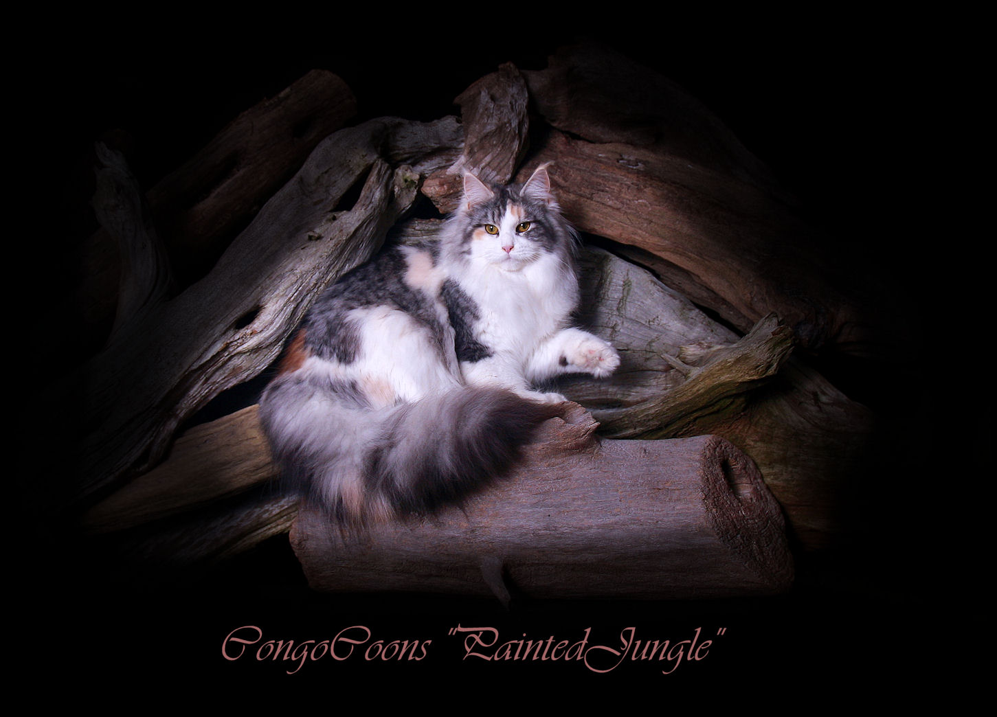 image of a striking colored maine coon cat