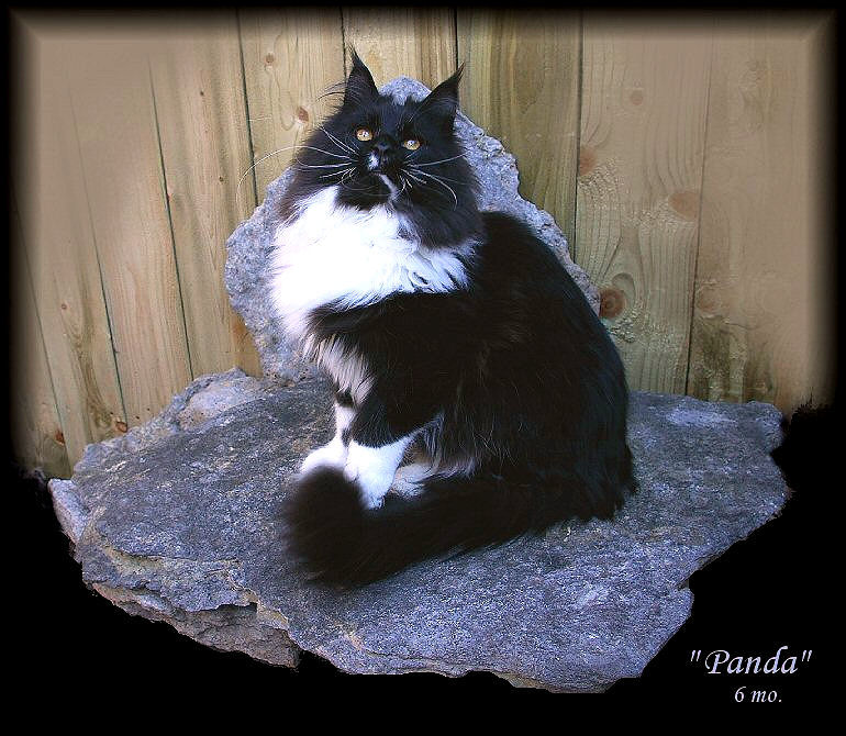 image of a black and white maine coon with fantastic lynx tips