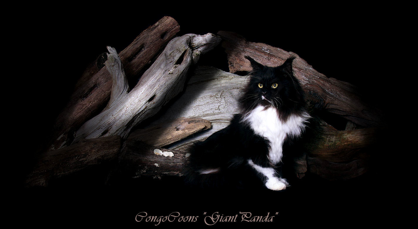 image of a black and white tuxedo maine coon stud cat