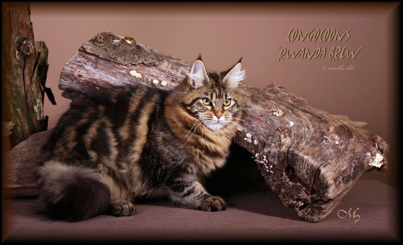 image of a beautiful brown tabby maine coon female cat