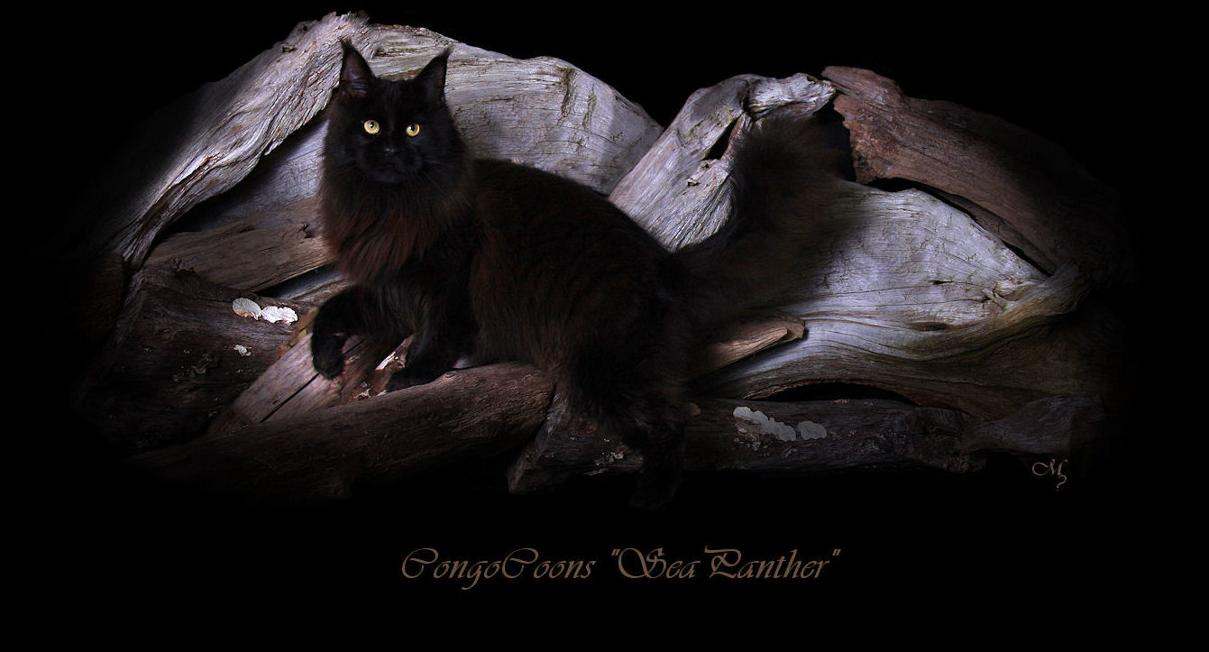 image of a solid black male maine coon cat