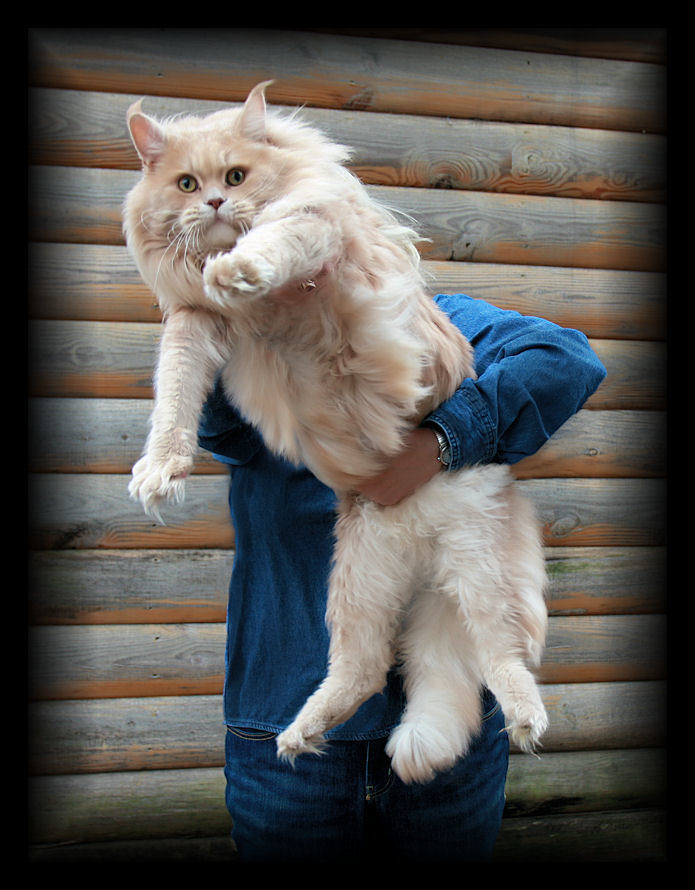 picture of a maine coon cat that is cream color