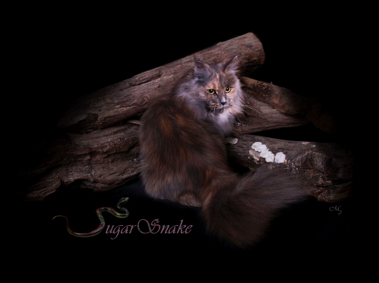 image of a blue patched maine coon female cat