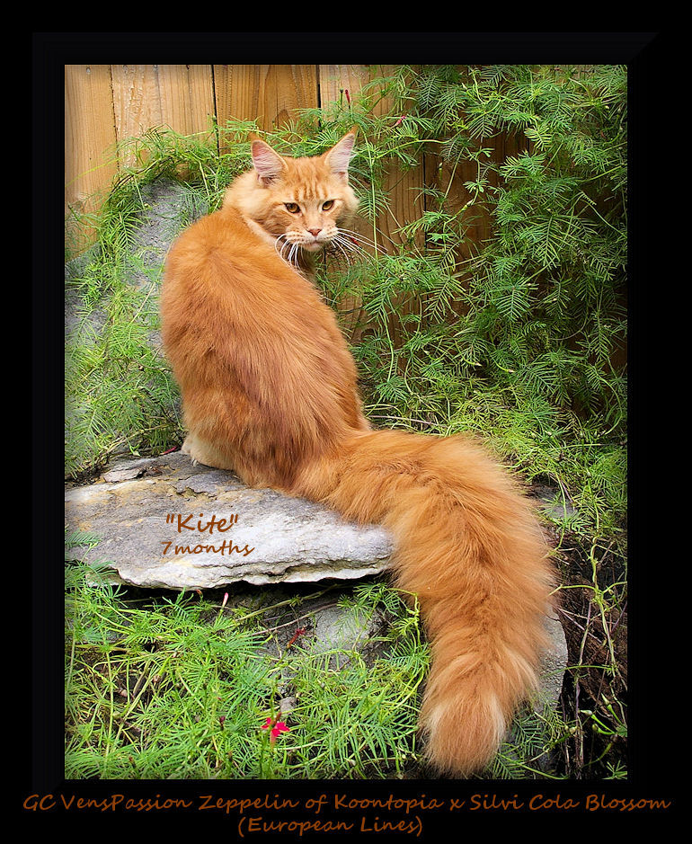 image of a seven month old red tabby maine coon cat