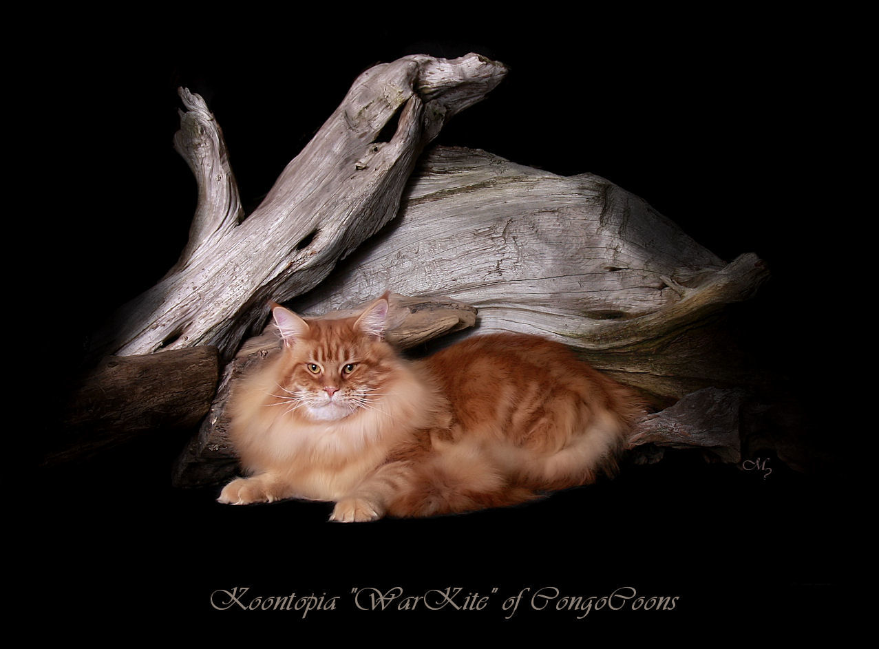 image of a red tabby maine coon cat from european bloodlines