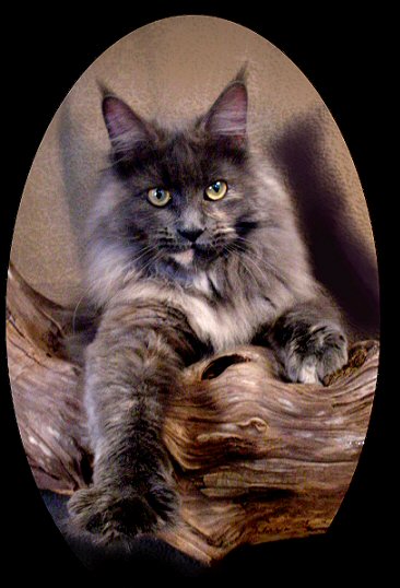 image of a blue cream maine coon cat