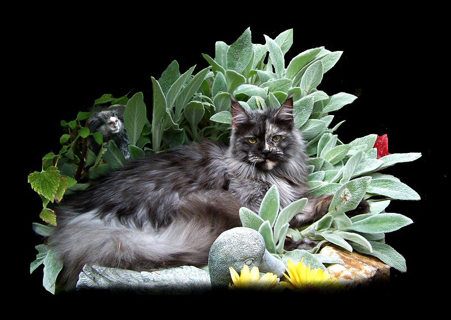 image of a blacksmoke maine coon at eight months old