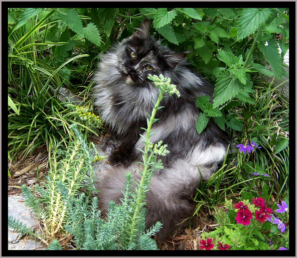 image of a maine coon in the black smoke coloration
