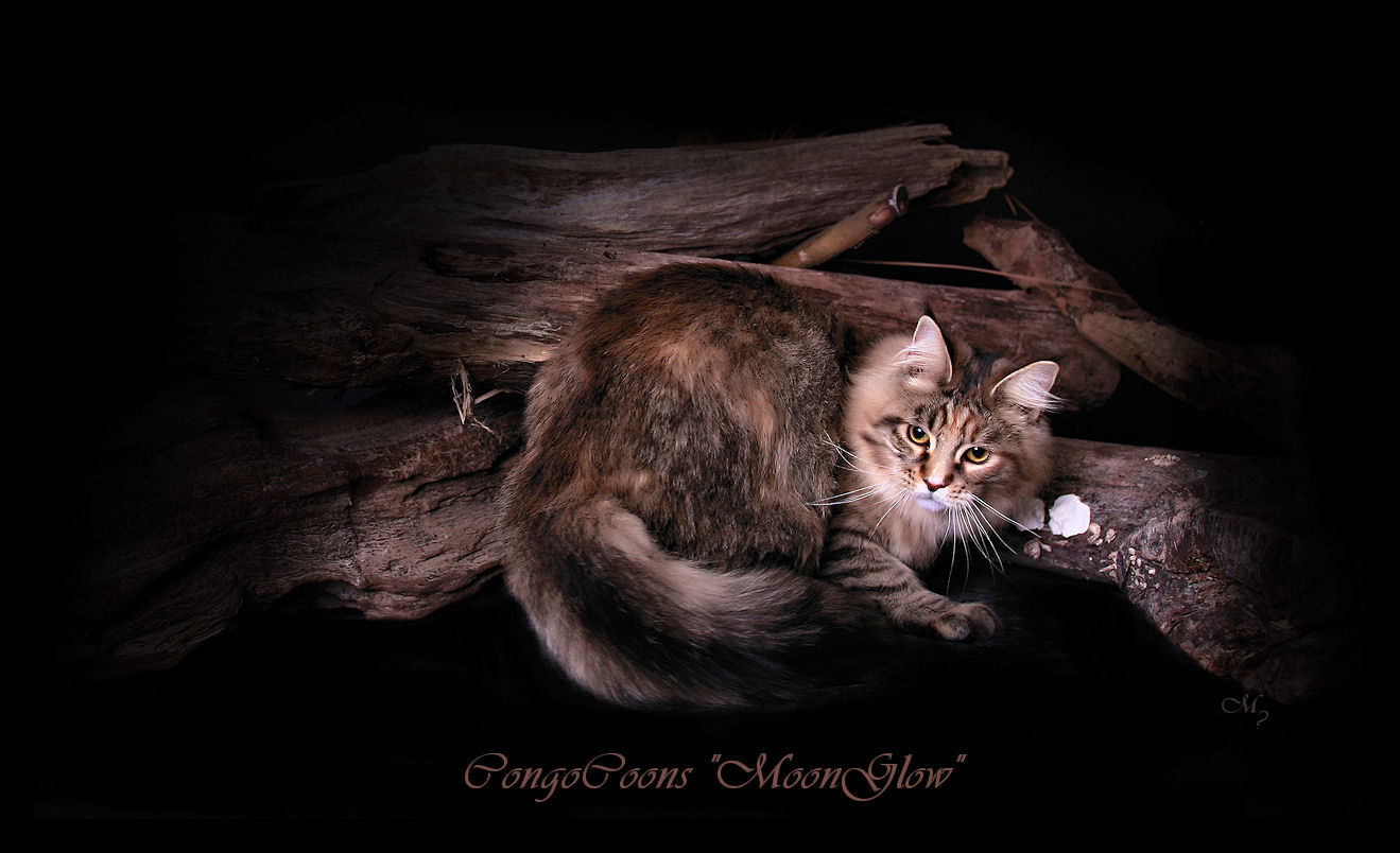 image of a brown patched maine coon cat