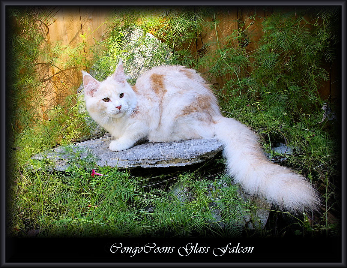 image of a cameo and white maine coon cat