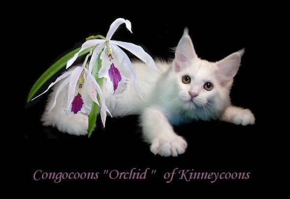 image of a white maine coon kitten