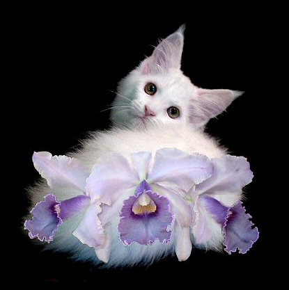 image of a white maine coon kitten with purple orchid